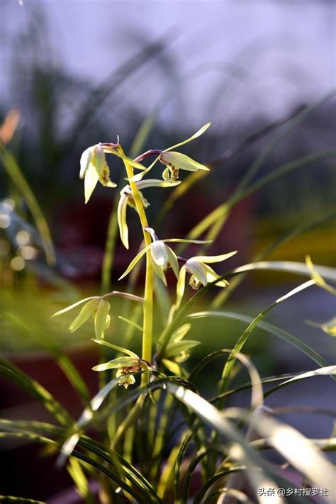 種植蘭花材料|新手如何種植蘭花？從配製植料開始，一小時就能學會。